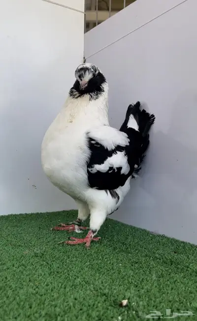 مودينا انثى قازي اسود 0