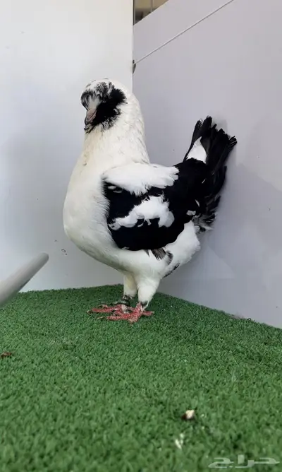 مودينا انثى قازي اسود 1