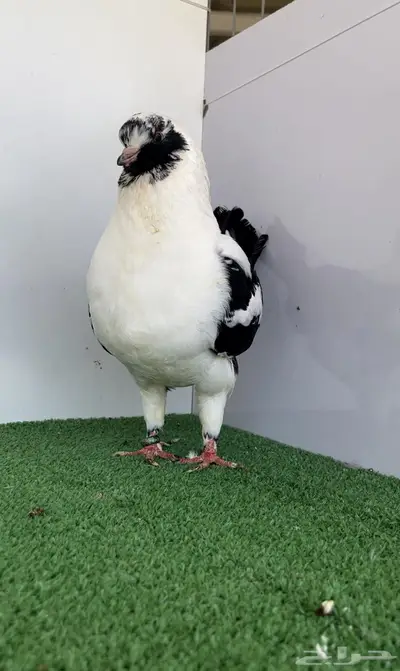 مودينا انثى قازي اسود 4