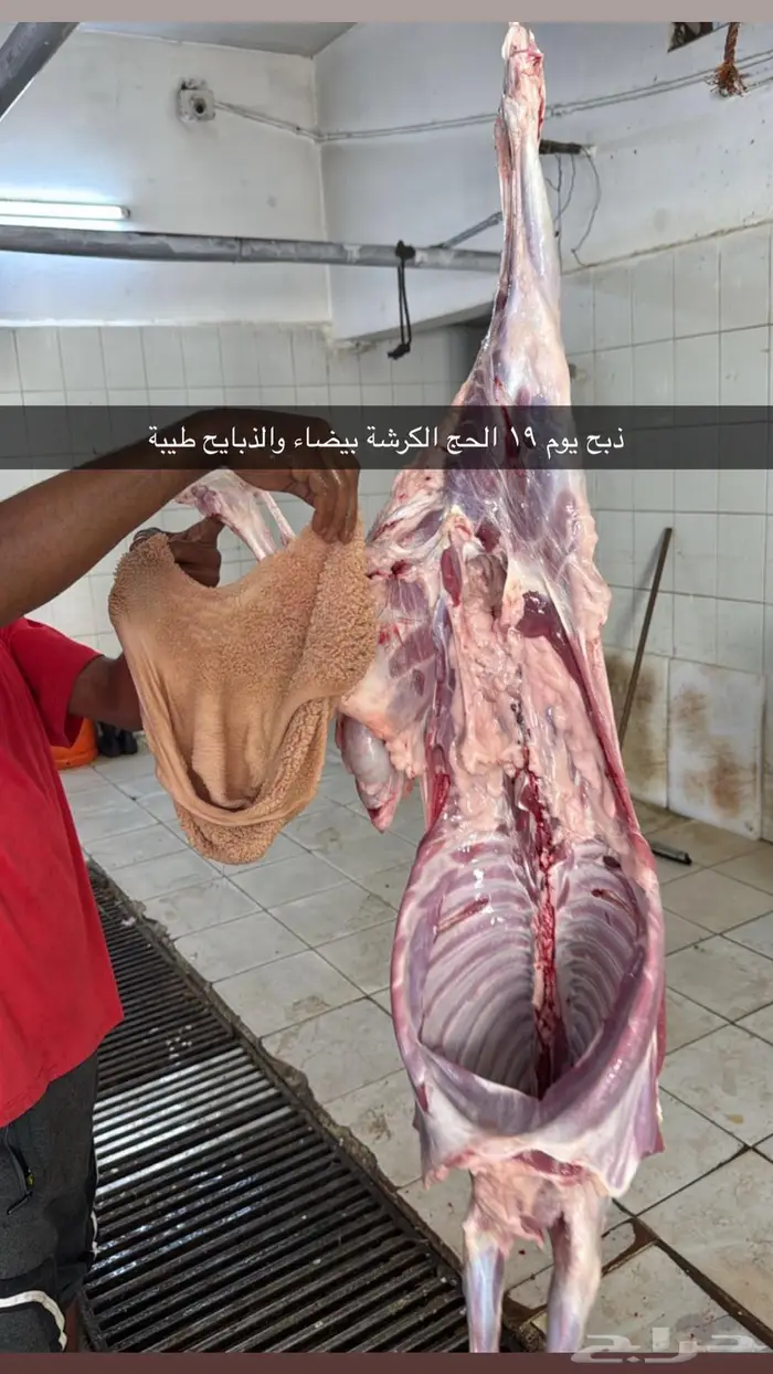 سواكن جذعان ذبيحتك لباب بيتك بسعر مميز 3