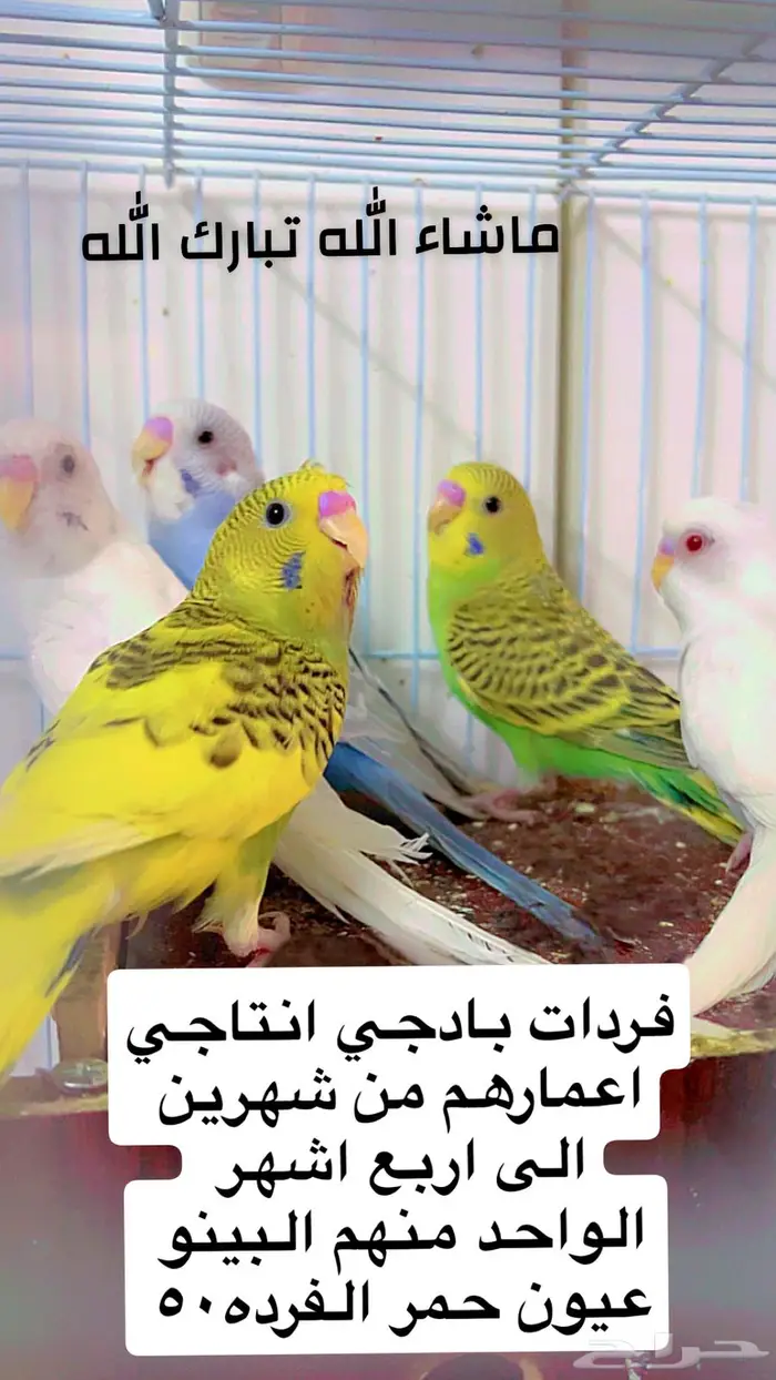 عرض تصفية طيور روز وبادجي من اجمل وافضل الطيور 1