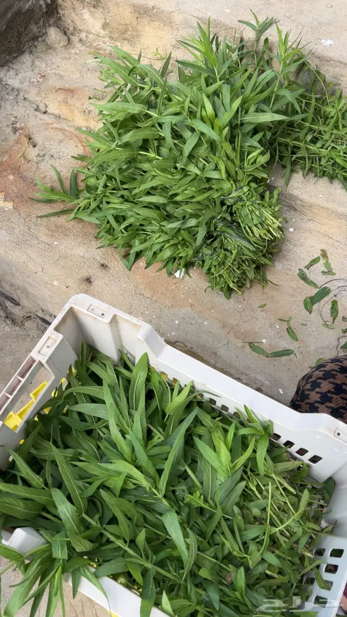 حبق ونعناع وزاب بلدي 0