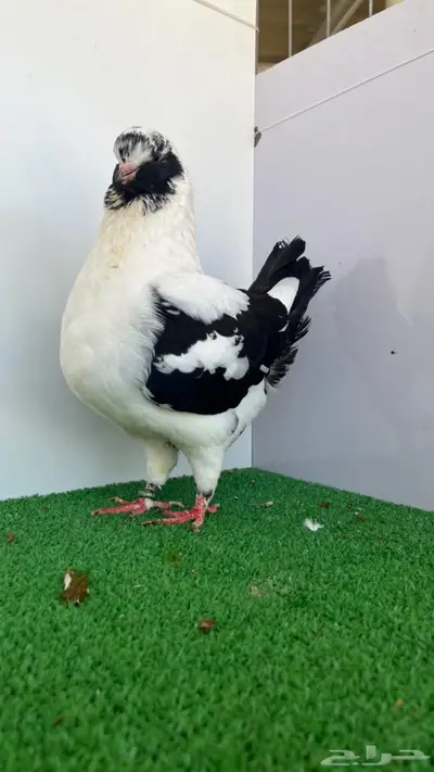 مودينا انثى قازي اسود 5