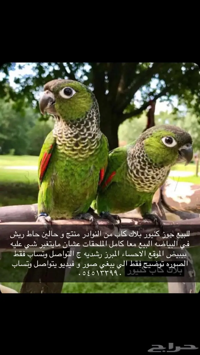 للبيع جوز كنيور بلاك كاب منتج 0