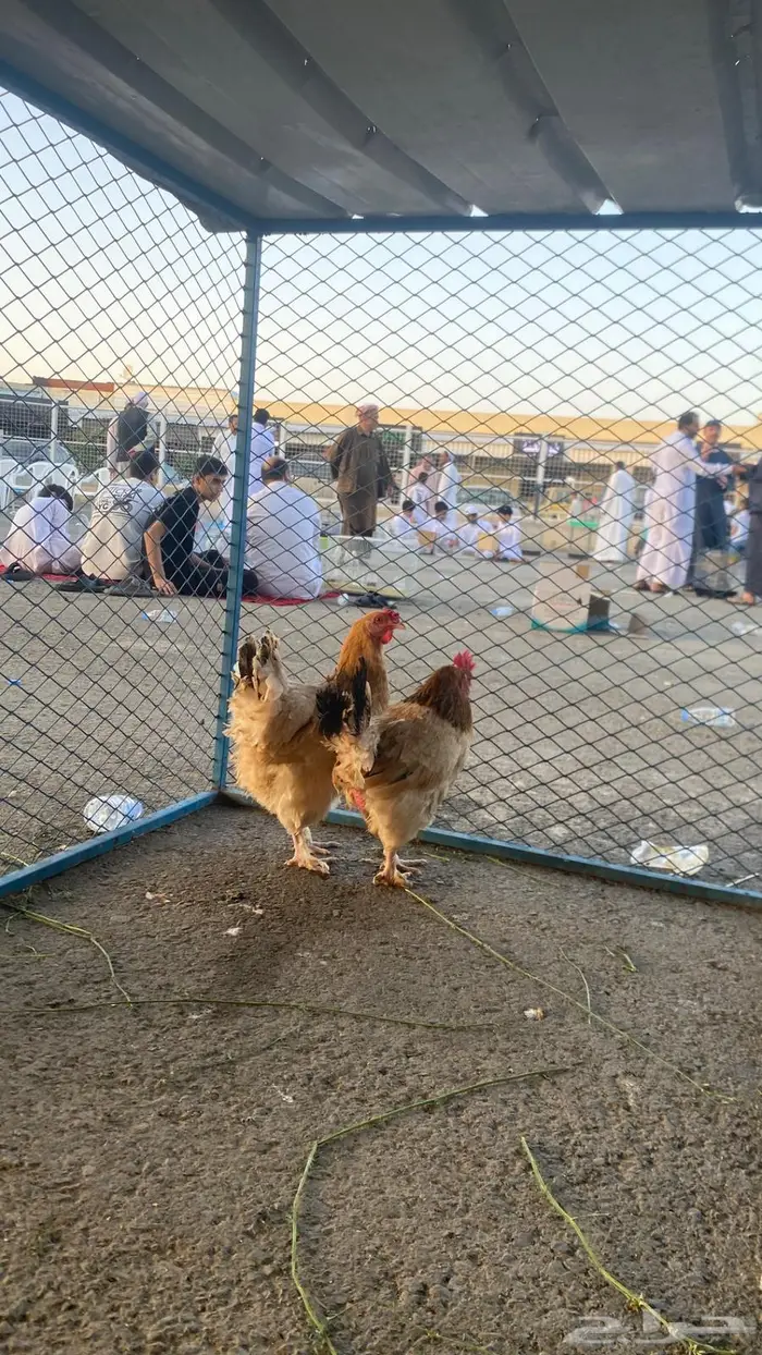 تم البيع الله يبارك لشاري ويعوض البايع 2