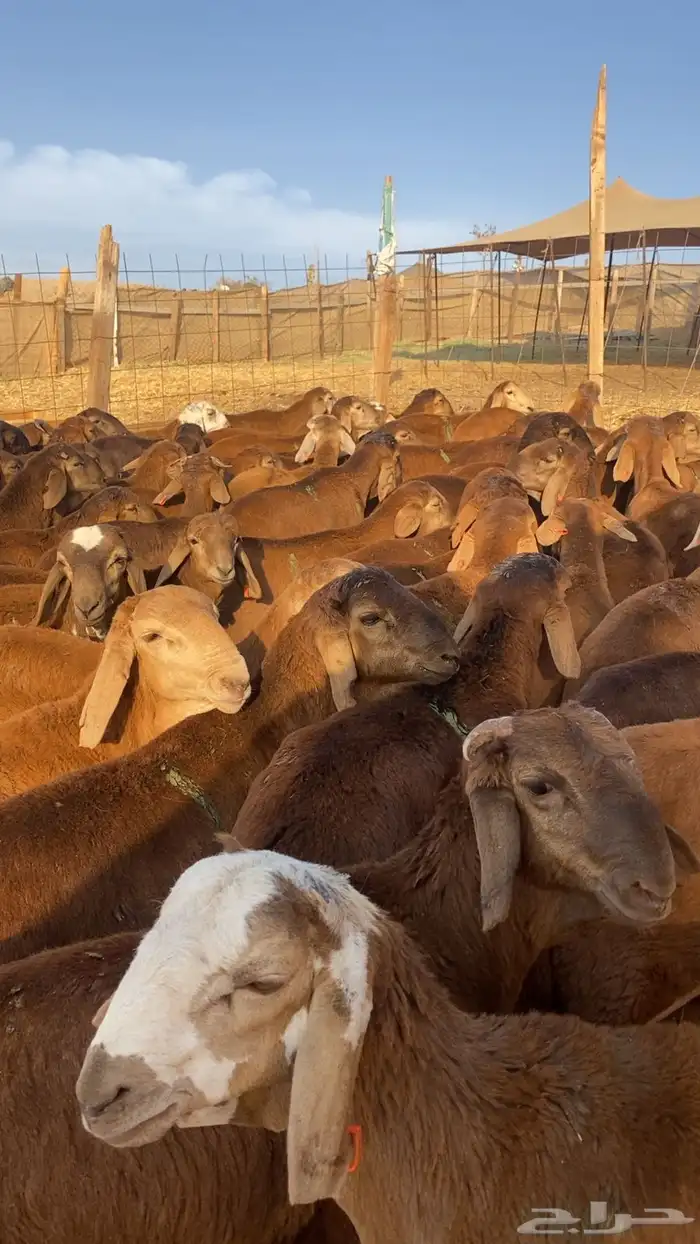 طليان سواكن حمري ماخذه جميع التحصينات الحرازات 1
