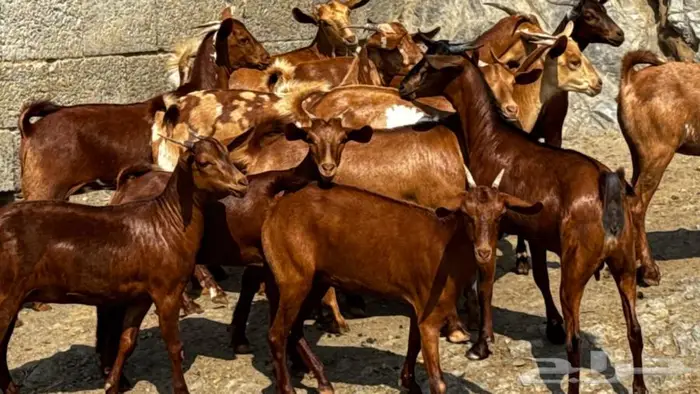 معزا دهم جذعات 13تم البيع 3