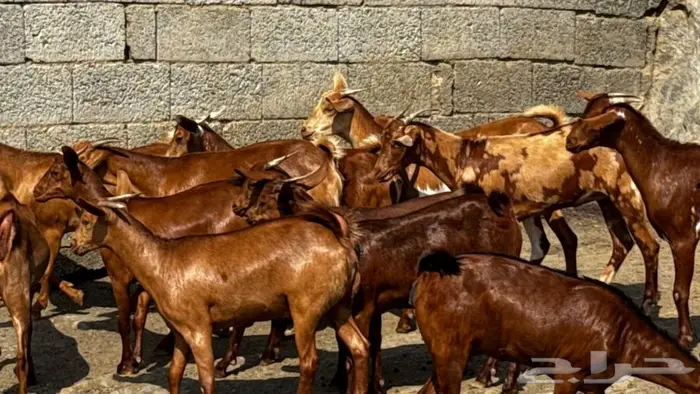 معزا دهم جذعات 13تم البيع 5