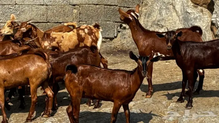 معزا دهم جذعات 13تم البيع 4