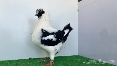 مودينا انثى قازي اسود 6