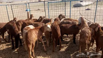ذبائح مع التوصيل الاعلى تقييم في الموقع 18