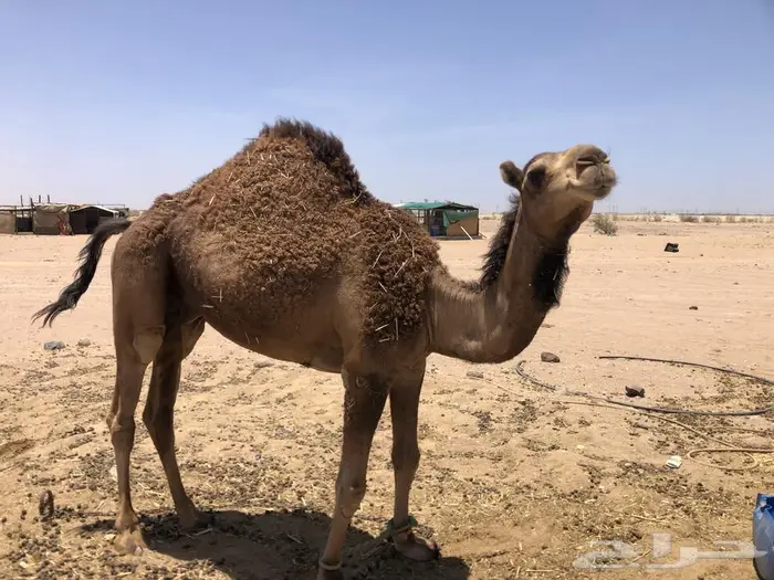 قعدان مشاريع فحول 0