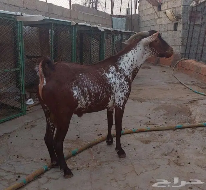تيس فحل اوشح ادهم 1