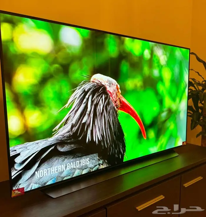 شاشة ال جي أوليد LG Oled 55 بوصة c1 5