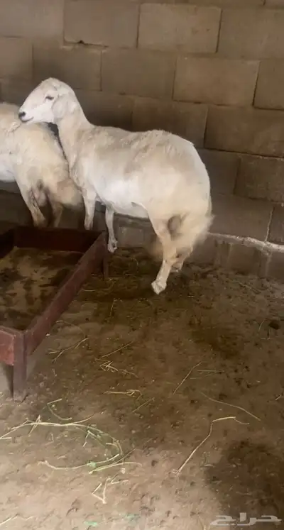 تم البيع 0