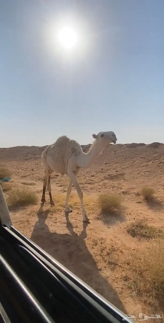للبيع قعودمفرود باتلي كفو على بعرين المواط و الأم رمانية 0