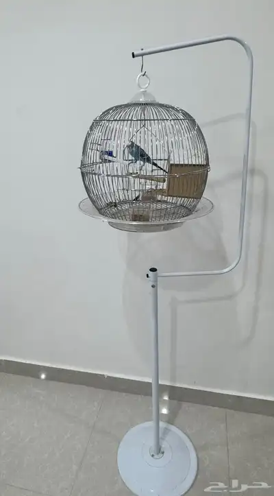 طير البادجي ذكر ( طيور الحب ) للبيع مع القفص كامل اغراضه 0