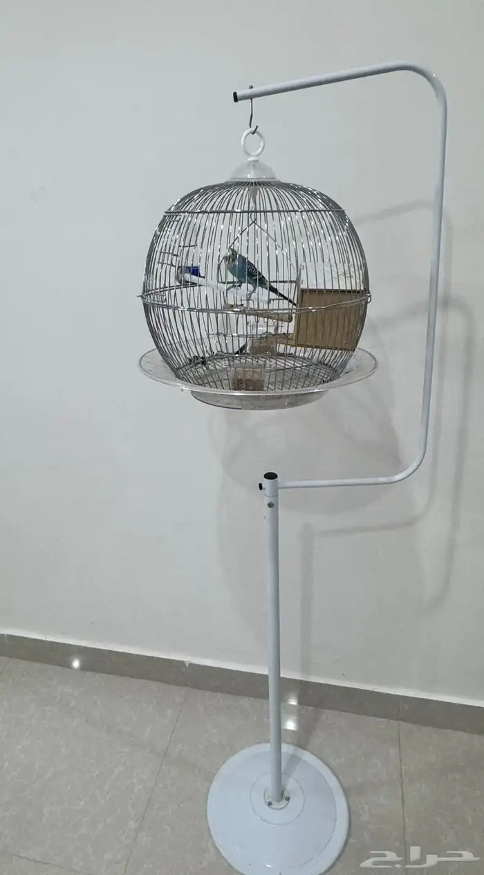 طير البادجي ذكر ( طيور الحب ) للبيع مع القفص كامل اغراضه 0