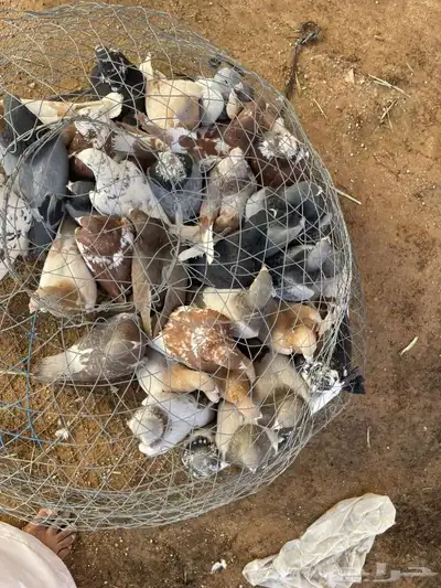 حمام عادي ودحل. وحب الرمان وبكستاني وشماسي. والكنغ 2