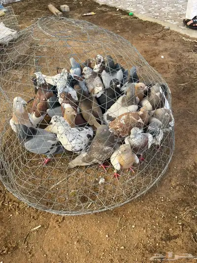 حمام عادي ودحل. وحب الرمان وبكستاني وشماسي. والكنغ 1