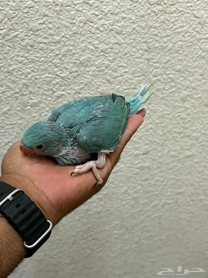 للبيع فروخ ذره هولندي كلير تل 2