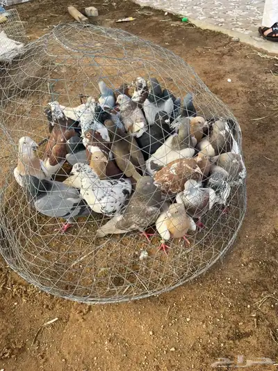 حمام عادي ودحل. وحب الرمان وبكستاني وشماسي. والكنغ 0