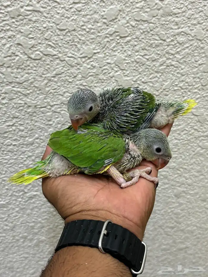 للبيع فروخ ذره هولندي كلير تل 1