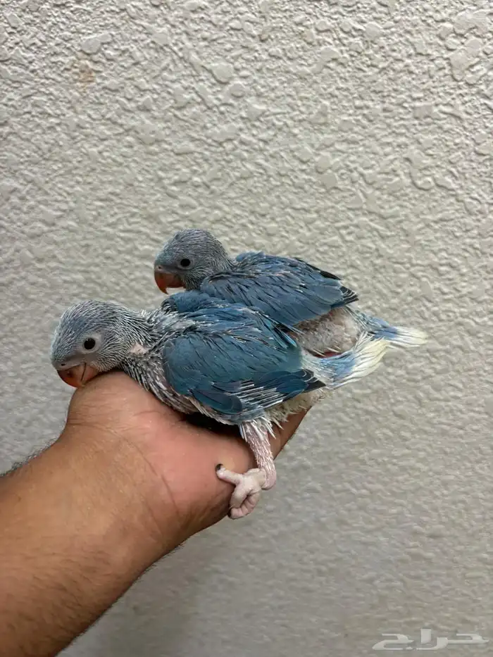 للبيع فروخ ذره هولندي كلير تل 4