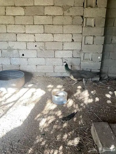 جوز طاوس قد انتج 1