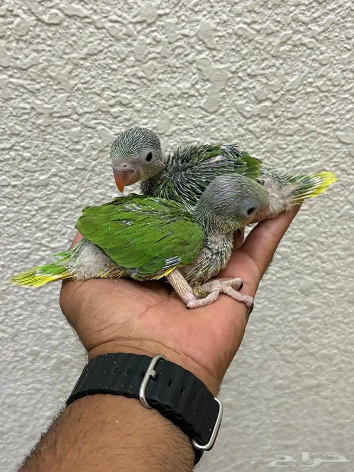 للبيع فروخ ذره هولندي كلير تل 0