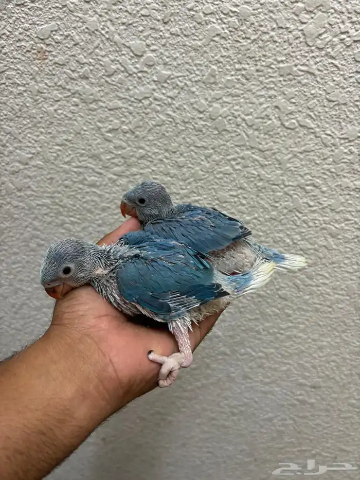 للبيع فروخ ذره هولندي كلير تل 3