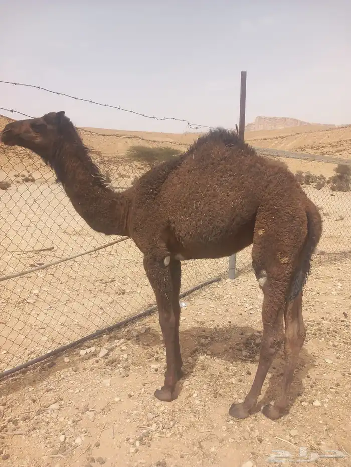 بكره سمين عادها تحت أمها وسليمه من كل شي سوم 4800 1