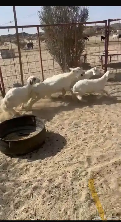 بهم بر نظيف في 3 طليان والباقي رخال 0