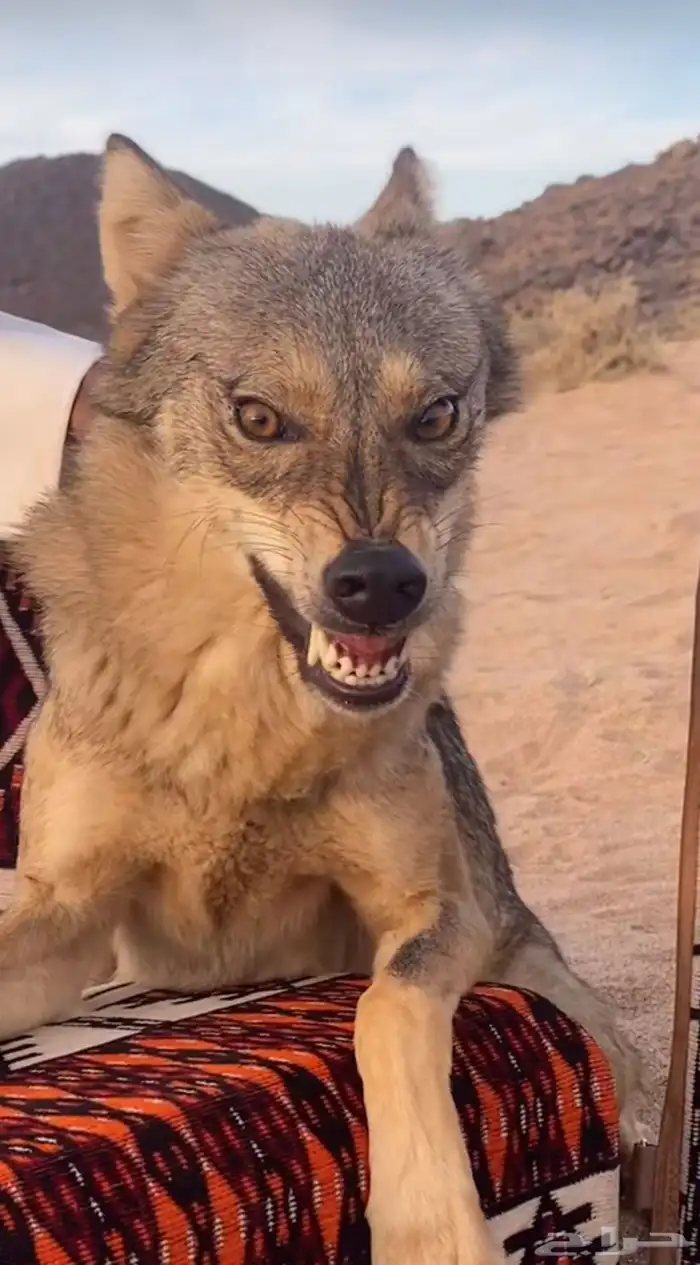 الي عنده كلب ذ.يب في الخرج 0