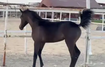 مزاد هجر لبيع وعرض الخيول 0