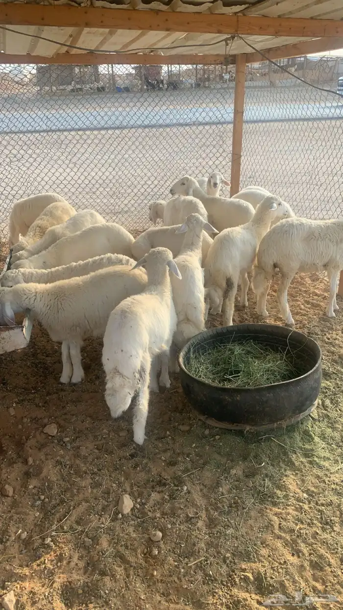 ذبايح حريات 4