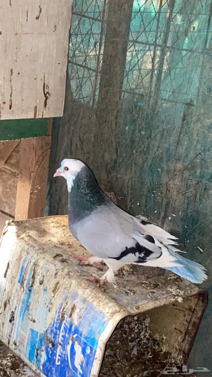 حمام تركي جوز ما شاء الله 1