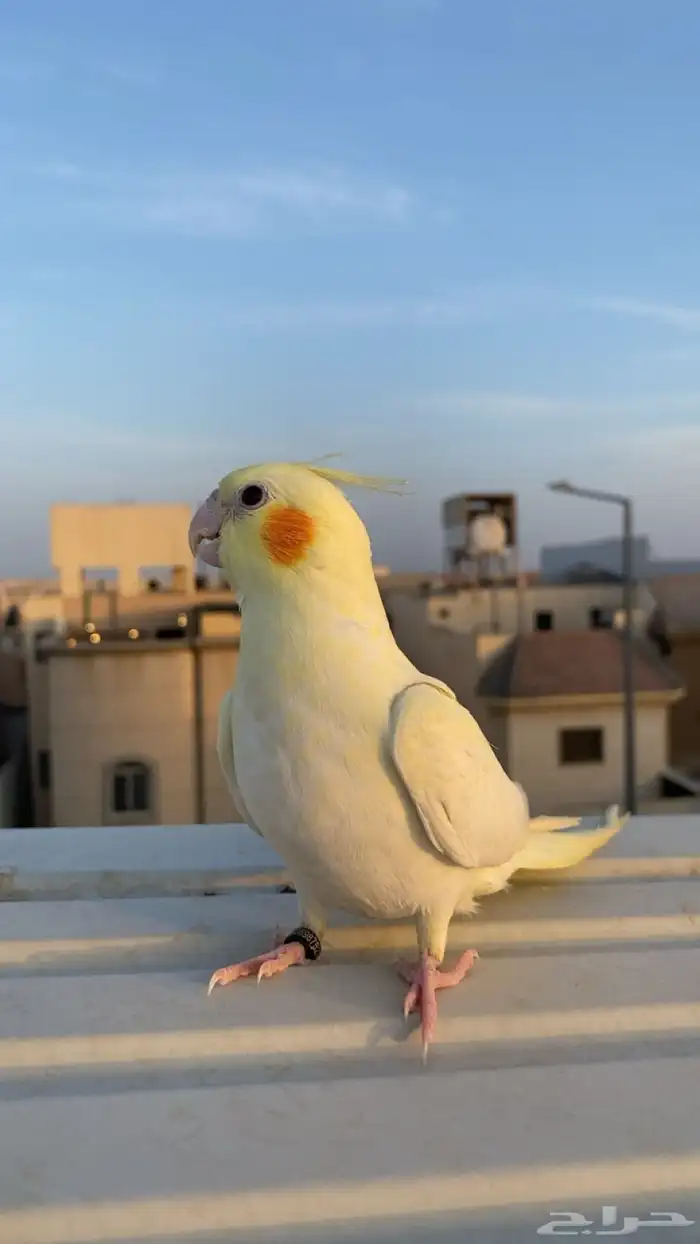 ببغاء كروان مفقود مكافأة الف ريال لمن يجده 0