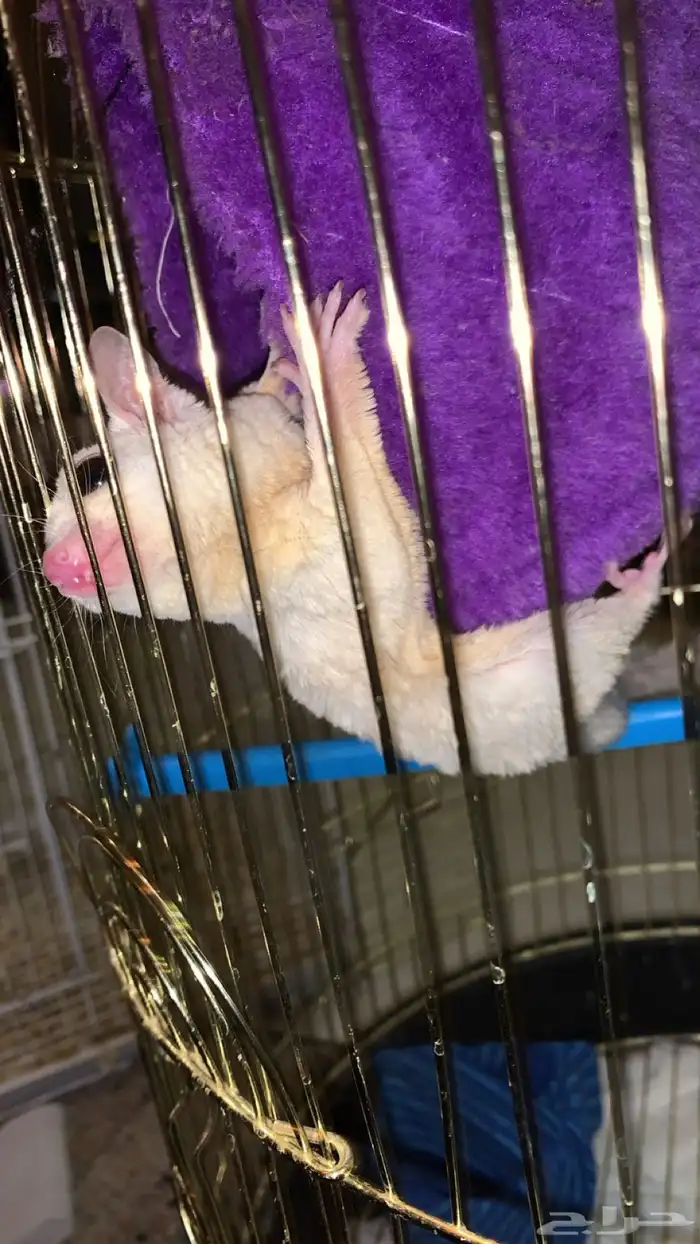 سنجاب طائر 0