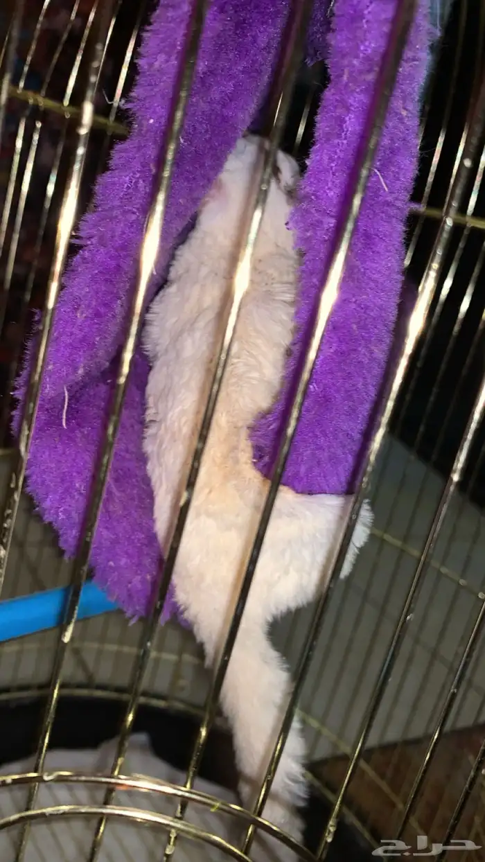 سنجاب طائر 1