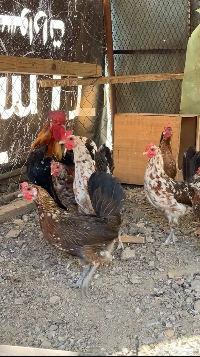 دجاج عربي اصيل ما كنتوش 3