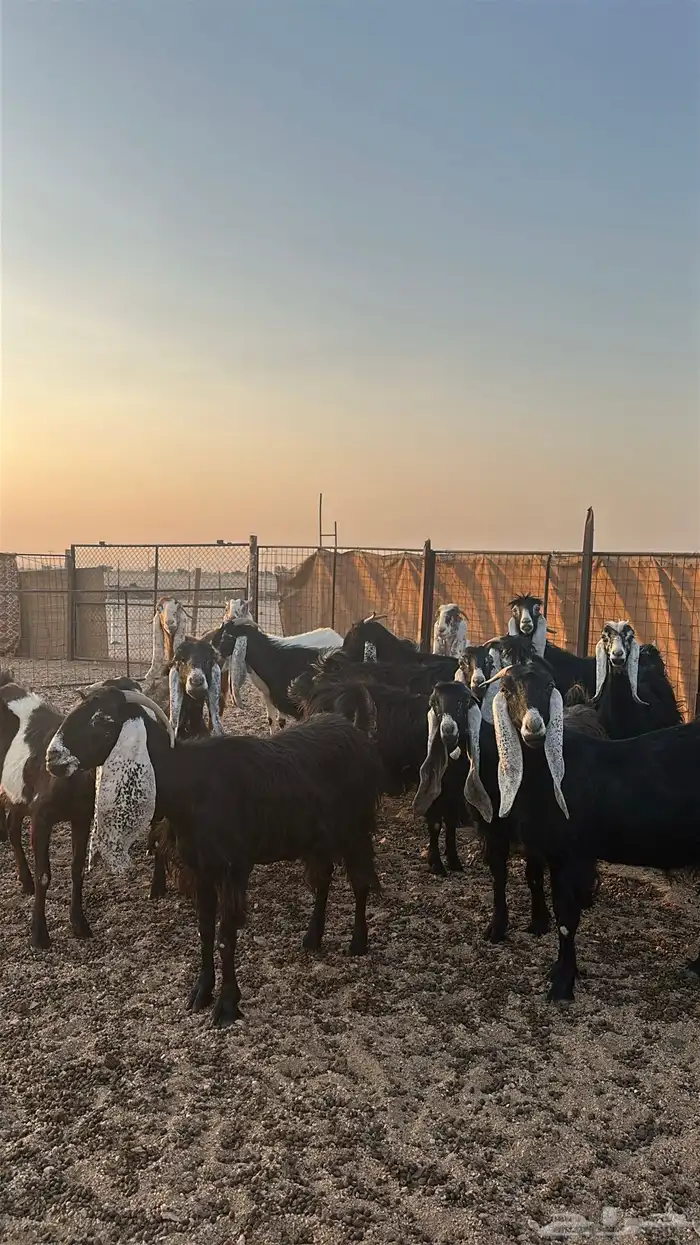 معزا مضاريع 3