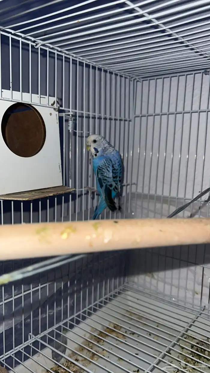 جوزين بادجي للبيع 1