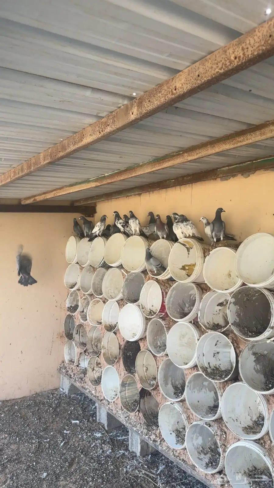حمام زاجل خطين   تم البييع 0