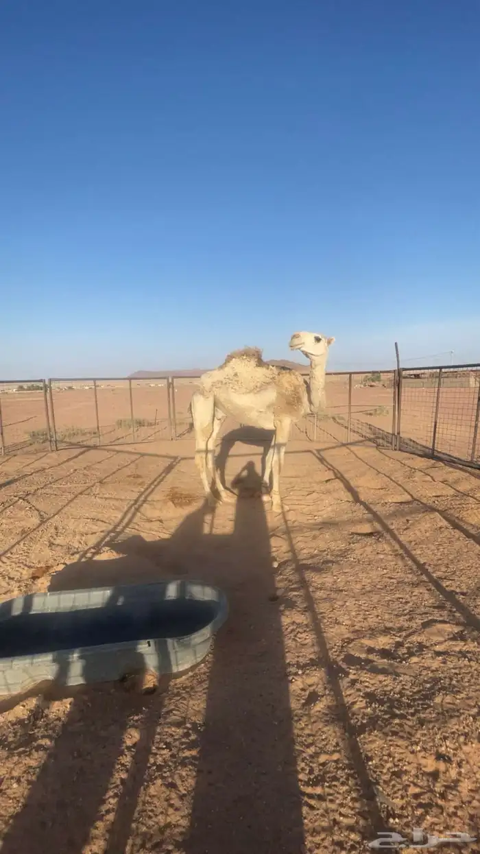 قعود طيب وساس طيب لا البيع لا يجي إلا الصامل 0