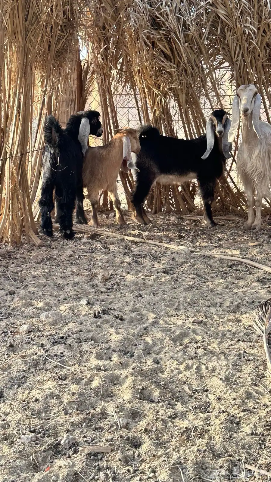 تيوس بلدي 2