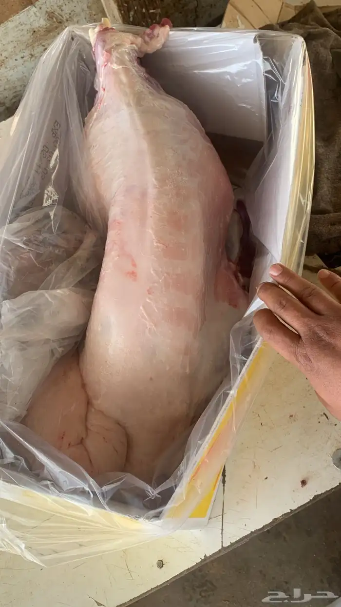 ذبايح حريات 2