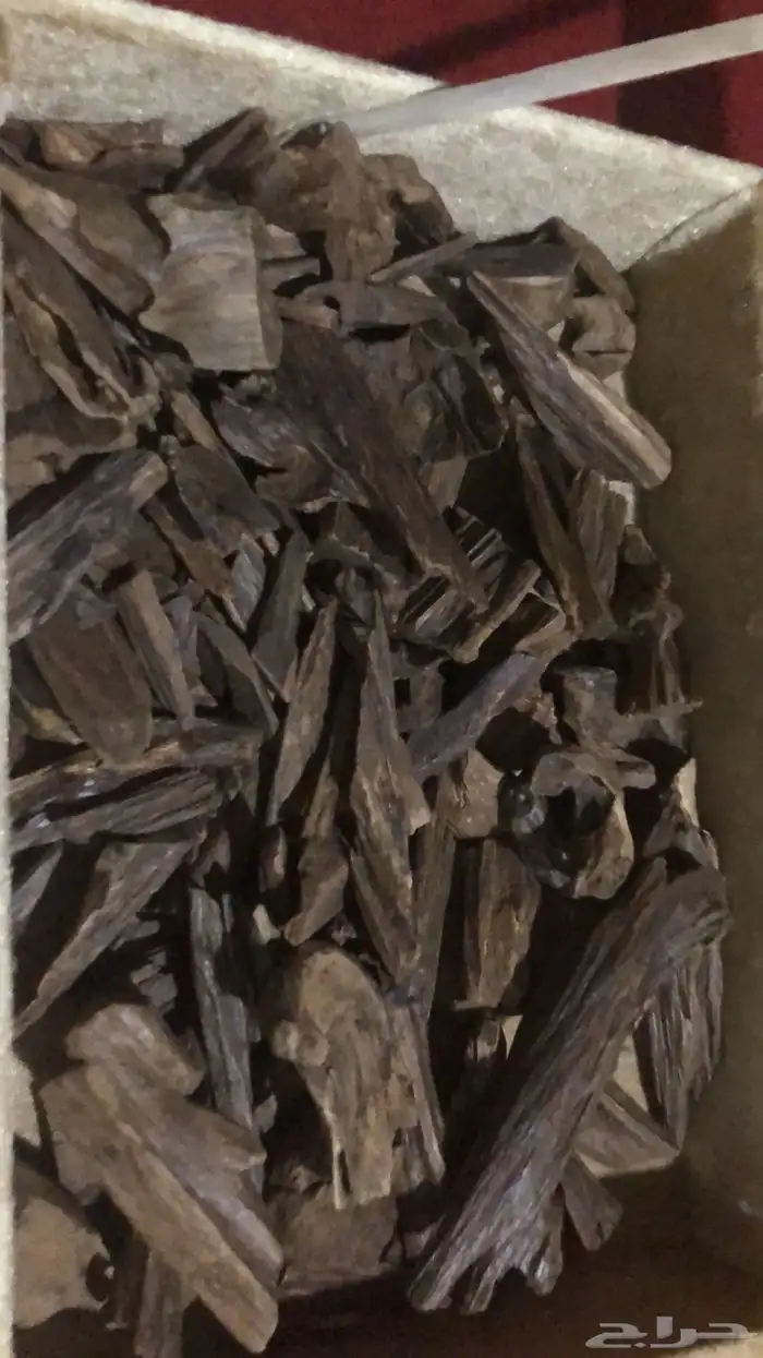 عود طبيعي شي مميز 4