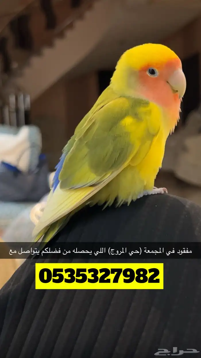 مفقود طير روز برتقالي 0