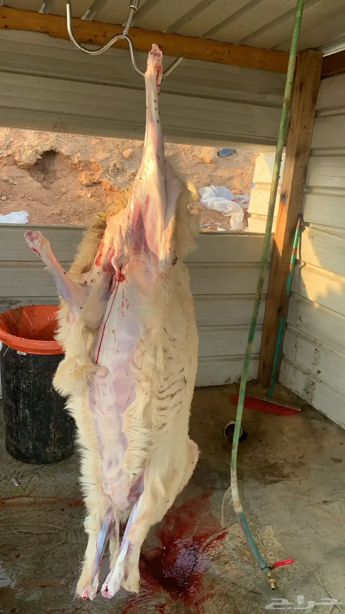 ذبايح حريات 0